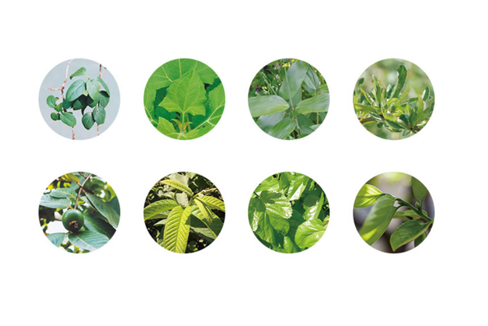 8種類の薬草